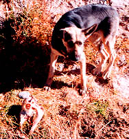 Dog Skull