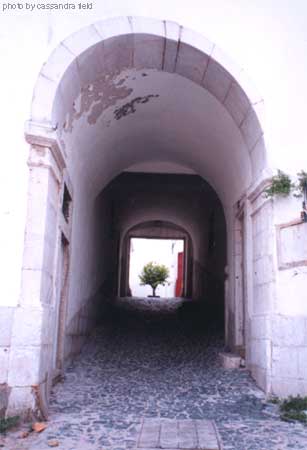 Tree Tunnel